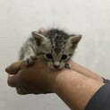 可愛い子猫の里親募集