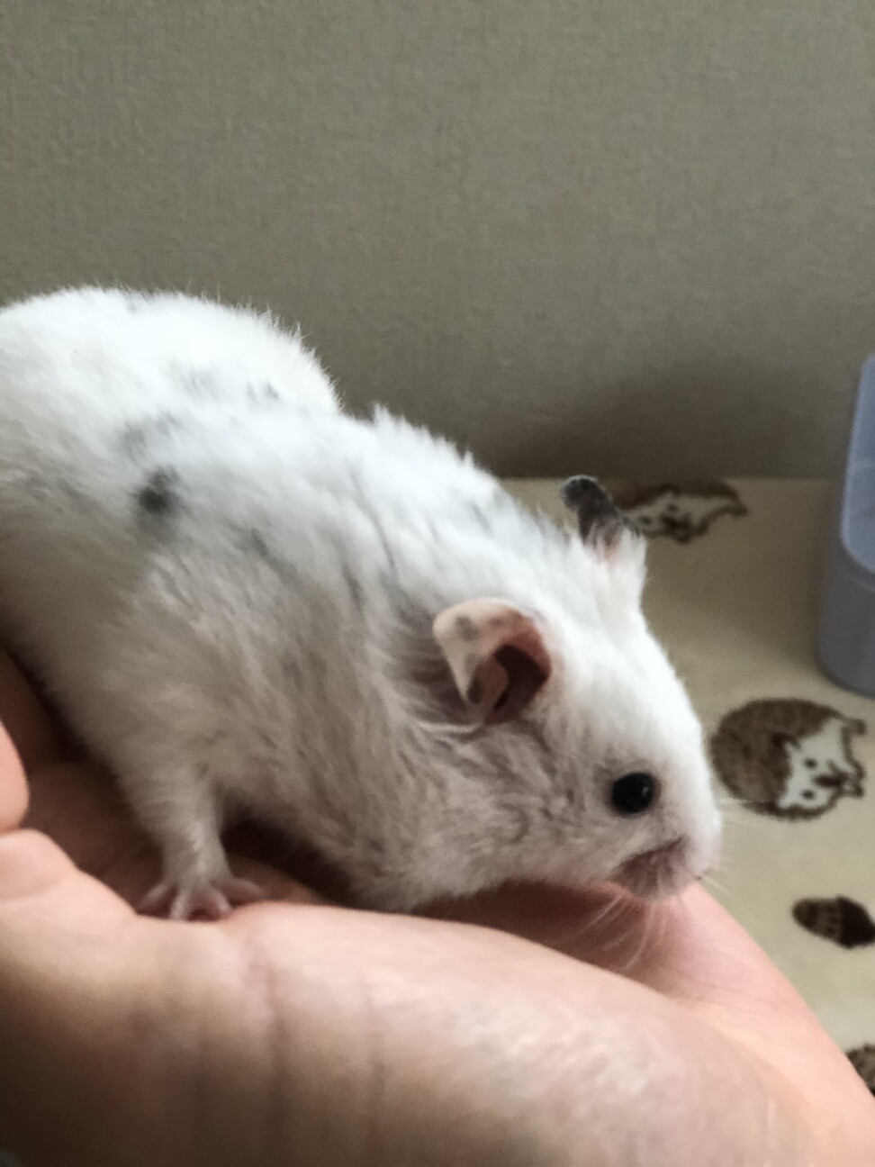 シリアンハムスター ダル 東京都 小動物の里親募集 ペットのおうち 月間利用者150万人 シリアンハムスター ダル 東京都 小動物の里親募集 ペットのおうち 月間利用者150万人