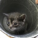 可愛い子猫の里親募集中です。