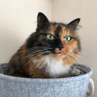 長毛のマコちゃん、里親さま決定しました