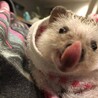 ぺろりん