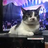 まっさ
