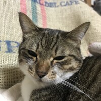 ちぴ
