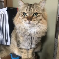 けむし