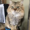 けむし