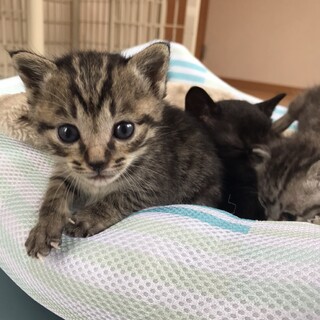 小さな女の子「キャンちゃん」を家族にして下さい