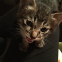 家族、探してます！（生後約1ヶ月半の子猫）