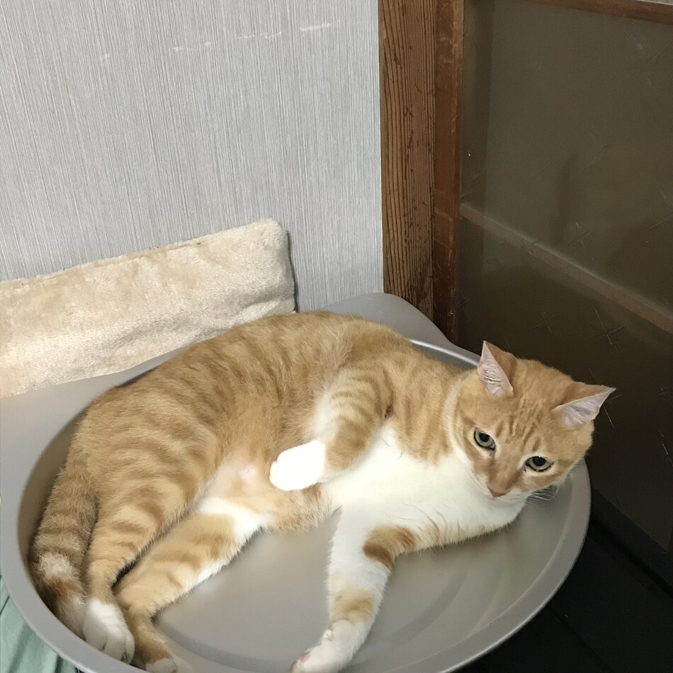 ミーのカバー写真