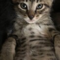 子猫7匹