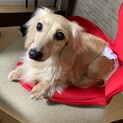 とーっても甘えん坊でくっつき虫な、リラちゃん♡