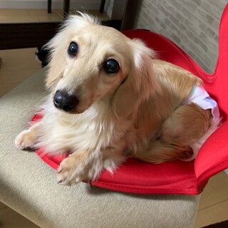 とーっても甘えん坊でくっつき虫な、リラちゃん♡