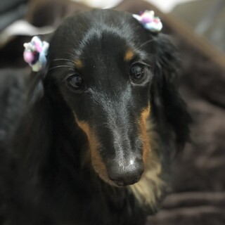 綺麗な毛並みのお顔の整ったトイ君10歳です。