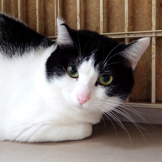 もちもち触感♡穏やかな『ナナちゃん』