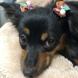 パピックス8歳女の子です。散歩大好きです。