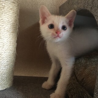 子猫里親募集