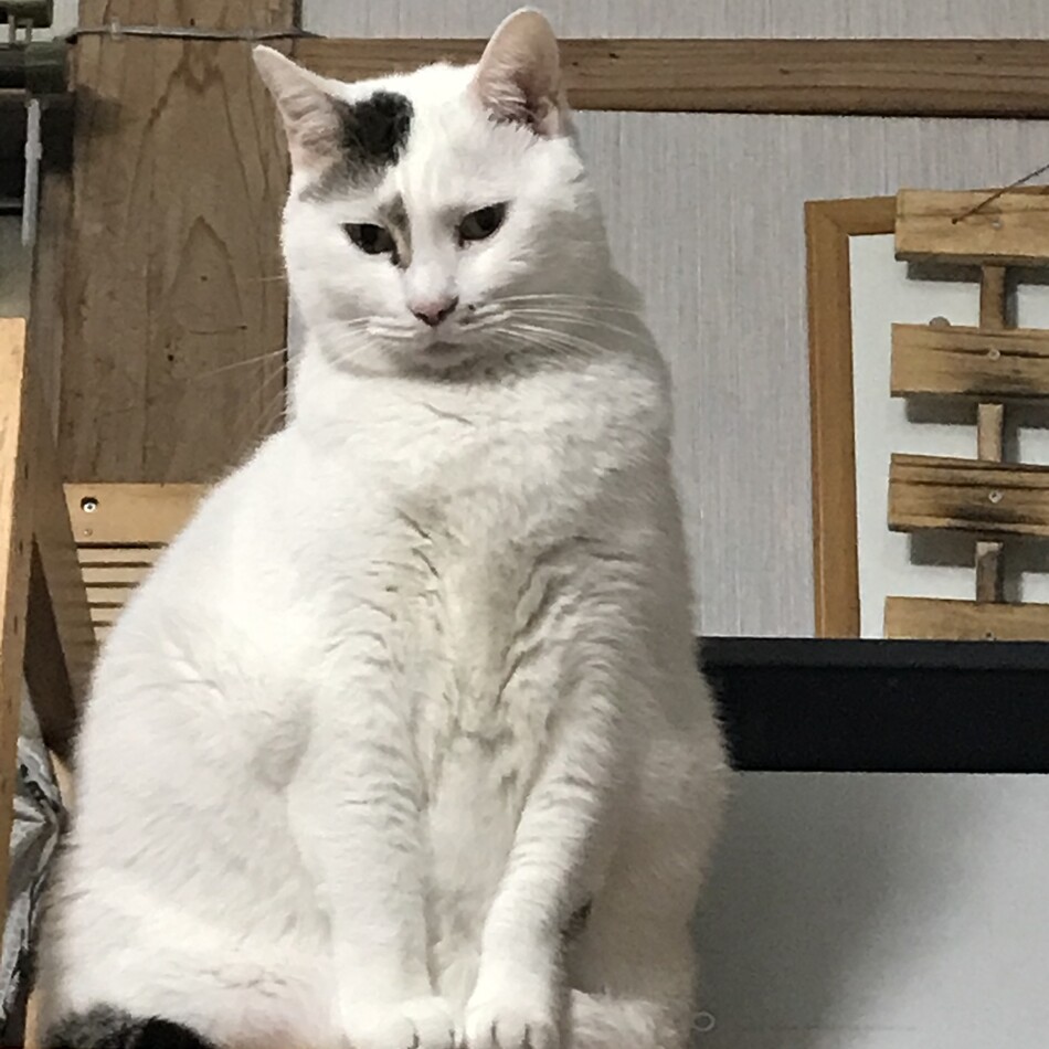 ななのカバー写真