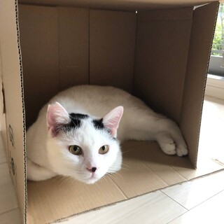 トライアル中♪癒し系のかんぺーくん