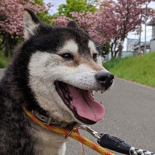 墨（すみ）ちゃん❤︎人懐っこく、穏やかな柴犬
