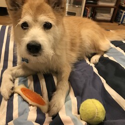 はちろう君を正式にお迎えしました