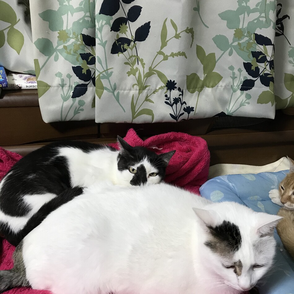 クロのカバー写真