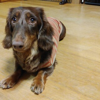 ☆まりん☆里親さま決定☆