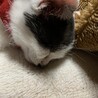 ぐっすり…