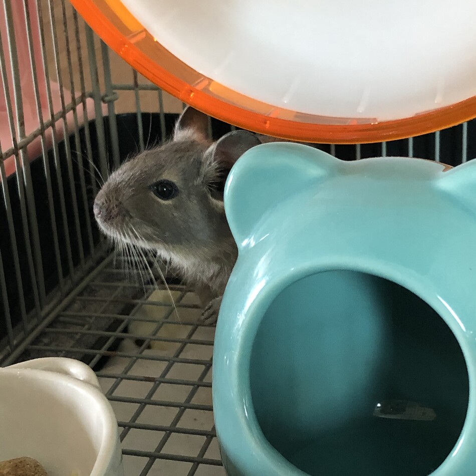 葵のカバー写真