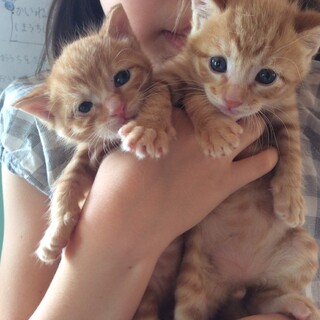 茶トラ兄弟、2匹一緒に！