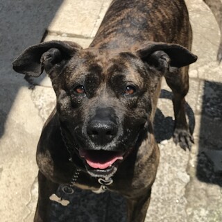 甲斐犬ミックス