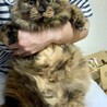 されるがままニャー
