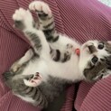 大切に飼っていただける方！