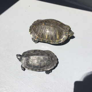 可愛がってくれる方募集します。至急