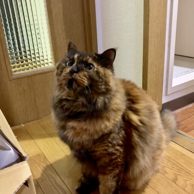 のあ♀のカバー写真