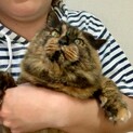 のあ♀猫の里親になってくださる方へ