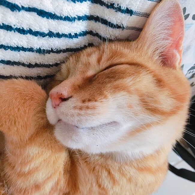 たなかさきえのカバー写真