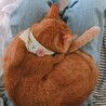 膝の上でまんまる。