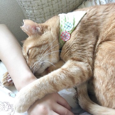 ぎゅっ