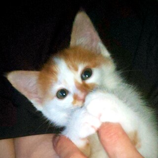 特技は寝落ち “サンバちゃん”