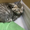 子猫１ヶ月弱