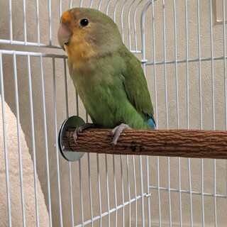 色変わり コザクラインコ 中ビナ