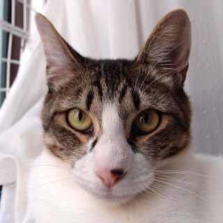 とても人懐っこいオス猫です。里親になってください。