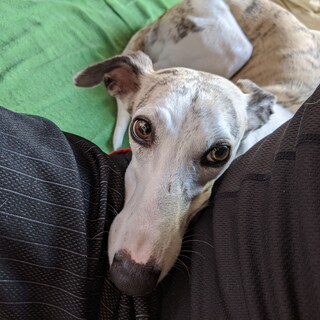 ウィペット女のコ5歳