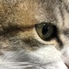 ヨッシー0315