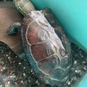 甘えん坊のクサガメ　里親募集