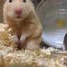 み。み