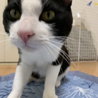 ハチワレちゃんと暮して頂ける方募集してますっ！