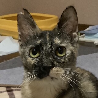 【かるかん】とにかく元気なサビっ子