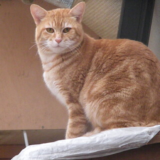 綺麗なレッドタビー柄