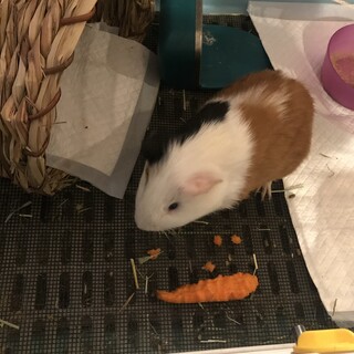 モルモット（イングリッシュ）