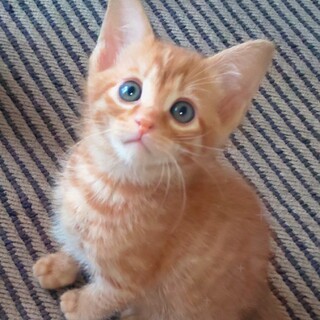 ひっつき虫の“チャチャ君”